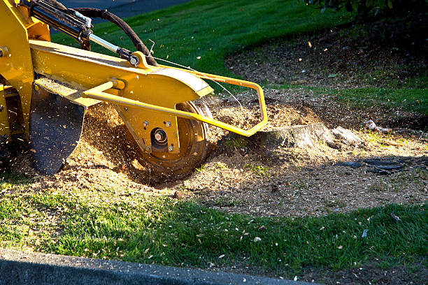 Reliable Mount Pleasant, NC Tree Service Solutions